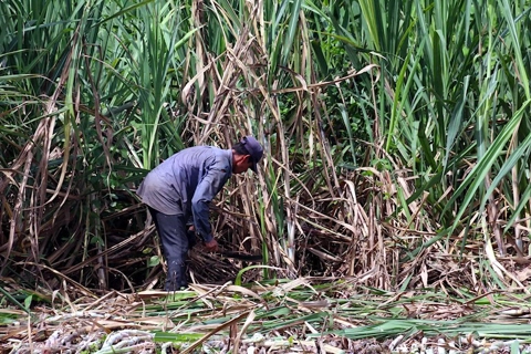 Vietnam imposes anti-dumping duty on sugar from Thailand