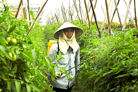 Hanoi asks MARD's support for building agricultural chains