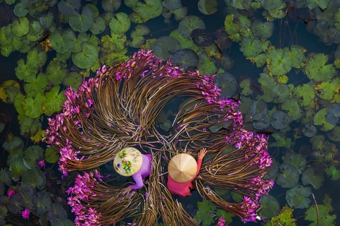 International Photography Award prize given to Vietnam's waterlily harvest photos