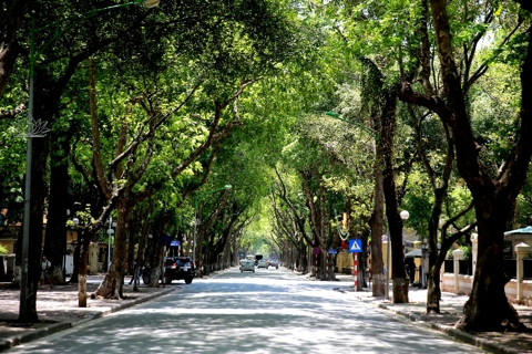 Vietnam’s youth to plant a million trees in 2021-25 period