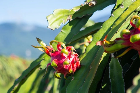  Australian consumers enjoy Vietnamese dragon fruit at trade fair