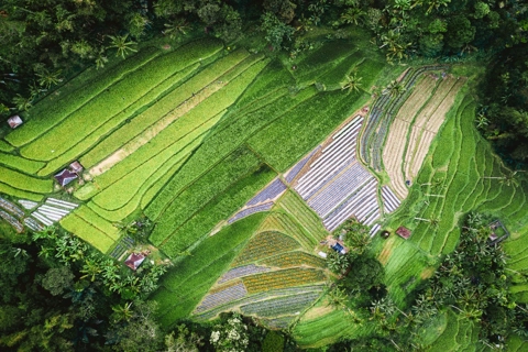 To address climate change, look to nature first