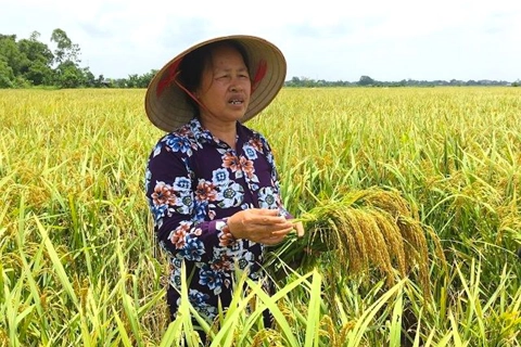 Hanoi to bolster the value of rice in domestic and overseas markets