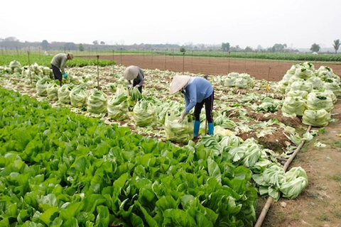 Supply chain helps stabilize agricultural production in Hanoi