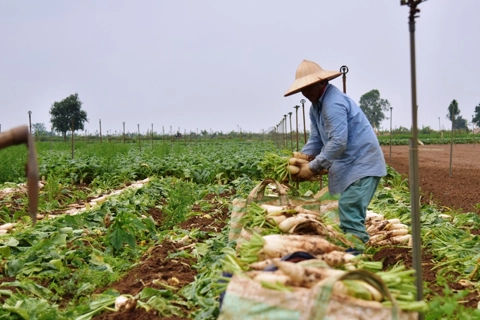 Vietnam launches platform for farm produce trading