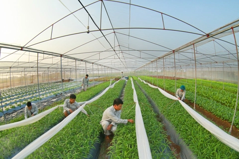 Digitalization in agricultural sector as key fundamental for Vietnam's growth