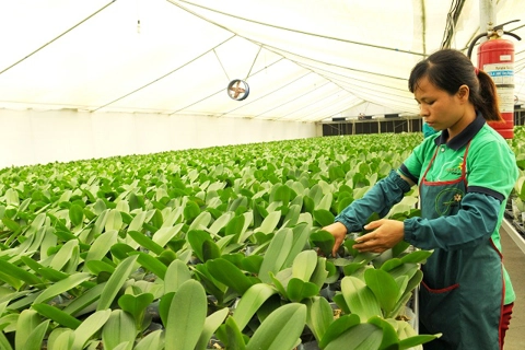 Hanoi's agriculture sector eyes 2.5-3% expansion in 2021-2025