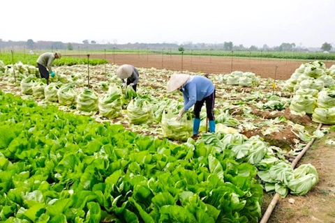 Hanoi seeks sustainable trade connection with localities