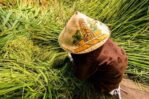 Hanoi’s young rice making village enters a new season