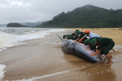 Photo of the day: Whale rescued in Vietnam