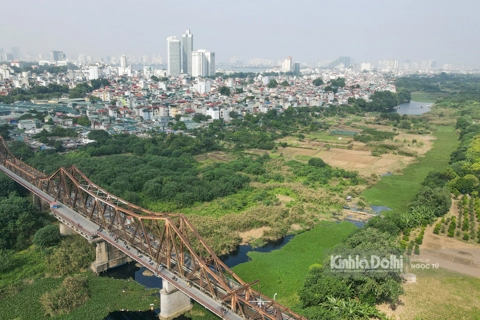 The romantic reed field adorns Hanoi’s iconic Long Bien Bridge 