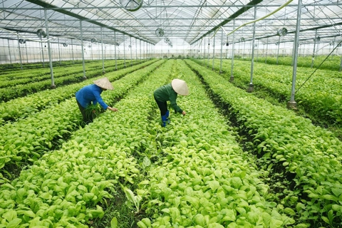 Vietnam in need of national strategy for veggie exports to EU