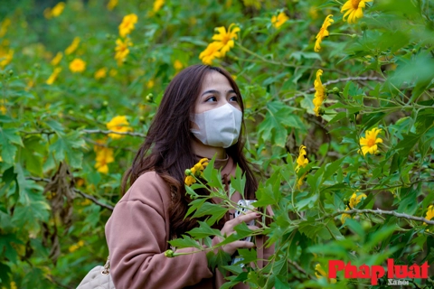 Marvelous season of marigold flowers in Ba Vi Mountain