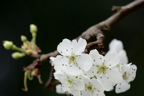 Wild pear flower season comes early on the streets of Hanoi