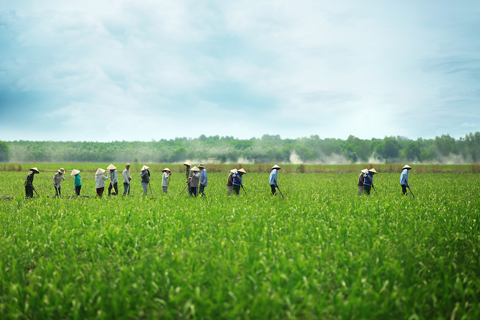 Greening agriculture - opportunity for Vietnam’s growth