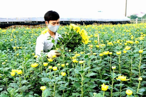 Tay Tuu flower village: Braving ups and downs to provide Tet flowers