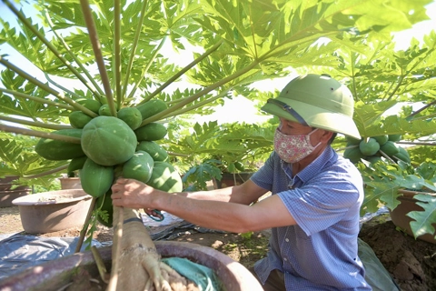 Papaya bonsai to adorn Vietnamese traditional Lunar New Year