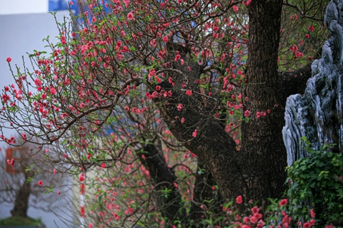 Grand old peach trees grace Hanoi’s streets
