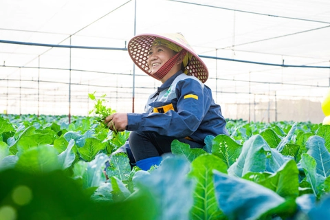 Hanoi agriculture to achieve growth of 3% this year      