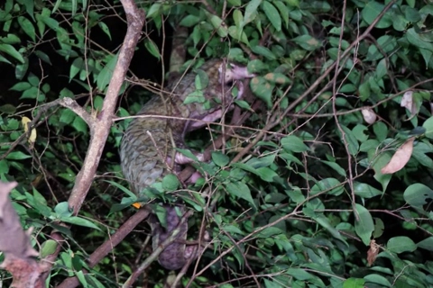 NGO returns pangolins to nature on World Pangolin Day