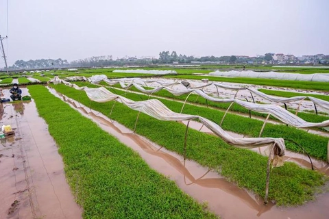 Project to upgrade rice value chain kicked off in Vietnam’s Red River Delta