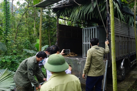 Seven Indochinese tigers to be raised in world heritage site