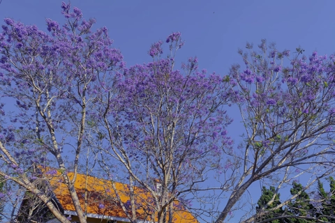 Dalat ranks third in ‘World’s Top Flower Destinations’
