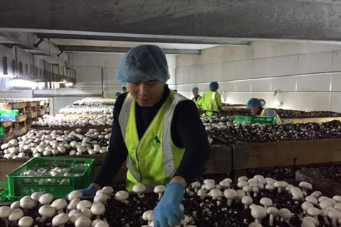 Vietnam joins Australia's new visa program for agricultural workers