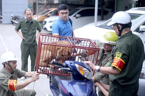 Hanoi to pick up stray dogs for rabies prevention