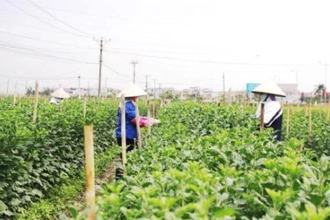 Hanoi targets poverty alleviation by 2025