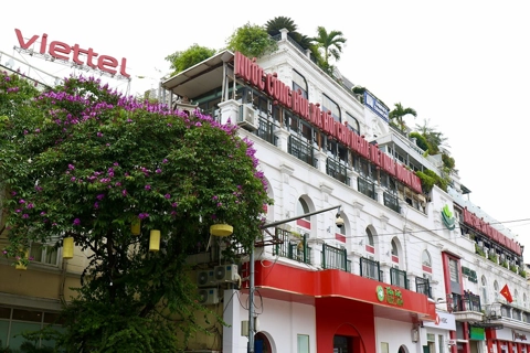 Purple flowers signal Hanoi’s summer