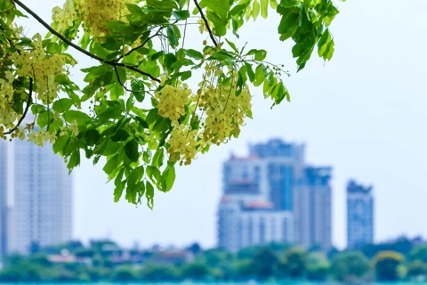 Blossom adorns Hanoi streets