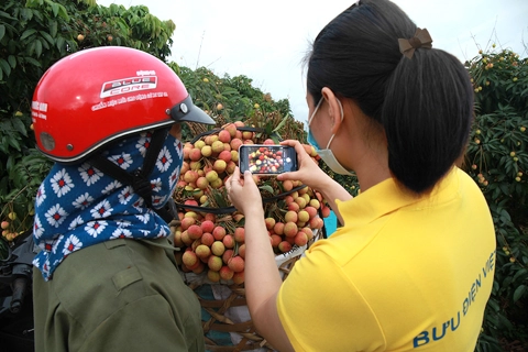 Hanoi promotes consumption of agricultural products on e-commerce sites