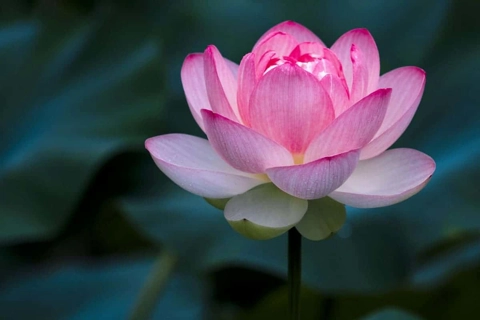 Hanoi's suburban farmers grow precious lotus