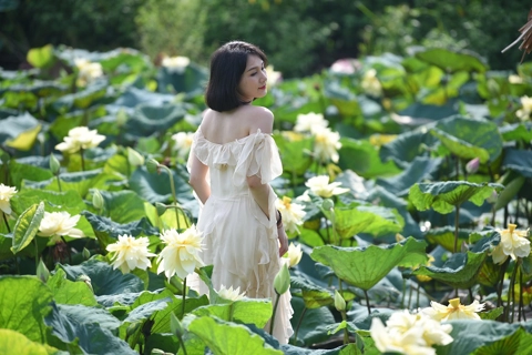 Unique yellow lotus pond in Hanoi’s suburbs 