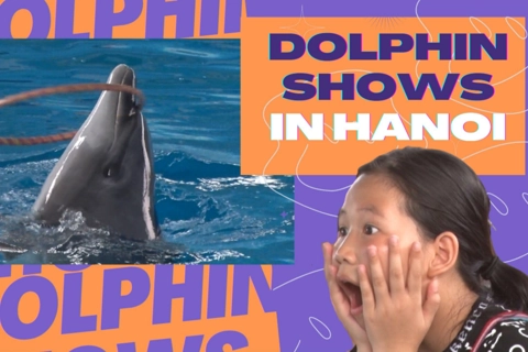 Dolphin shows fascinate audiences in Hanoi