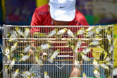 [PHOTO] Bird release: Hanoians’ good habit in Vu Lan Festival 