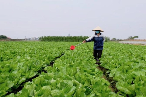 Proper pesticides use towards Hanoi’s safe farming