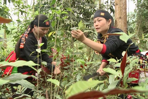 Hanoi's ethnic people keep traditional medicine alive