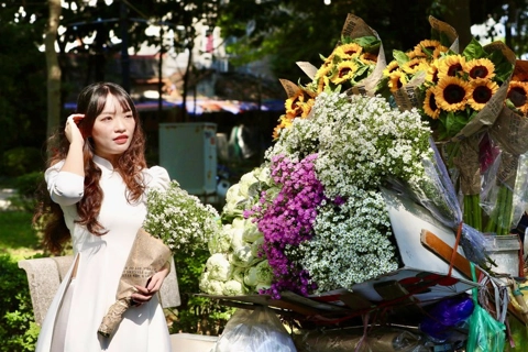 Romantic Aster amellus flower adorns Hanoi's autumn