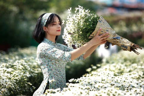 Ox-eye daisy garden in Hanoi attract hordes of young people