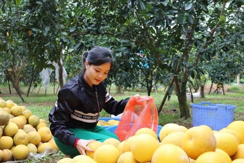 Hanoi ramps up farm production capacity ahead of Lunar New Year