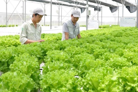 Hanoi lures investment in organic agriculture