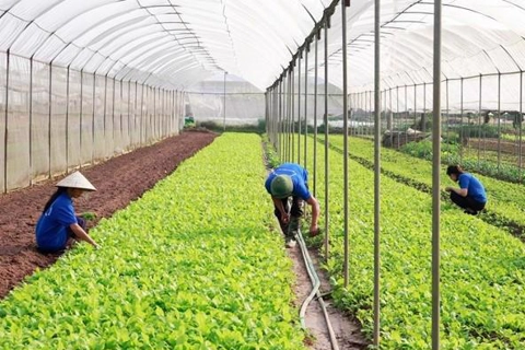 Hanoi facilitates agricultural cooperatives