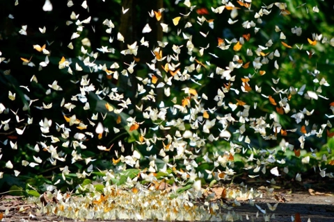 Cuc Phuong National Park: Typical model for conservation in Vietnam