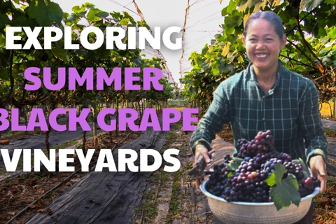 Exploring Summer Black grape vineyards in Hanoi