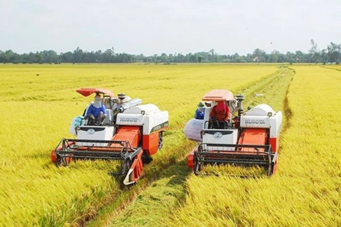 Vietnam's rice exports break price records