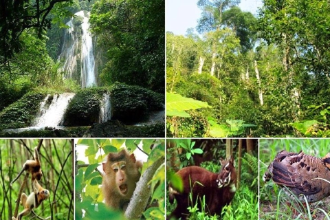 Vietnam enhances prevention and fight against biodiversity crimes