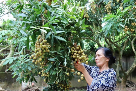 Fresh Vietnamese longan to land in Japan this week