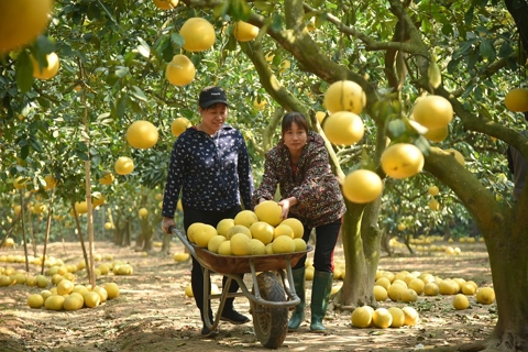 Busy harvesting season at Hanoi's famous grapefruit hub 